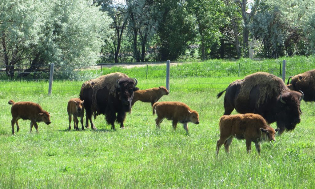 Bison on open space