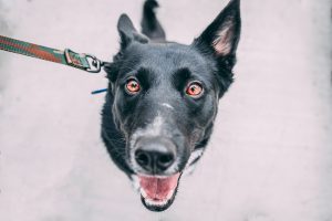 Dog on leash