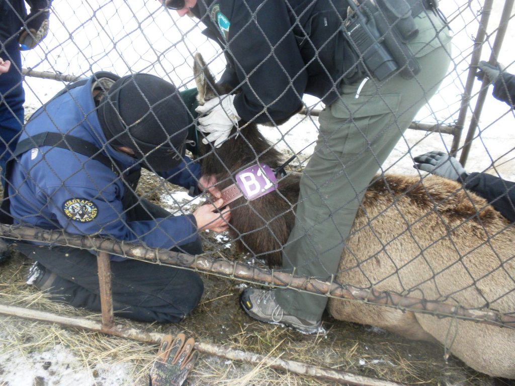 Elk collaring