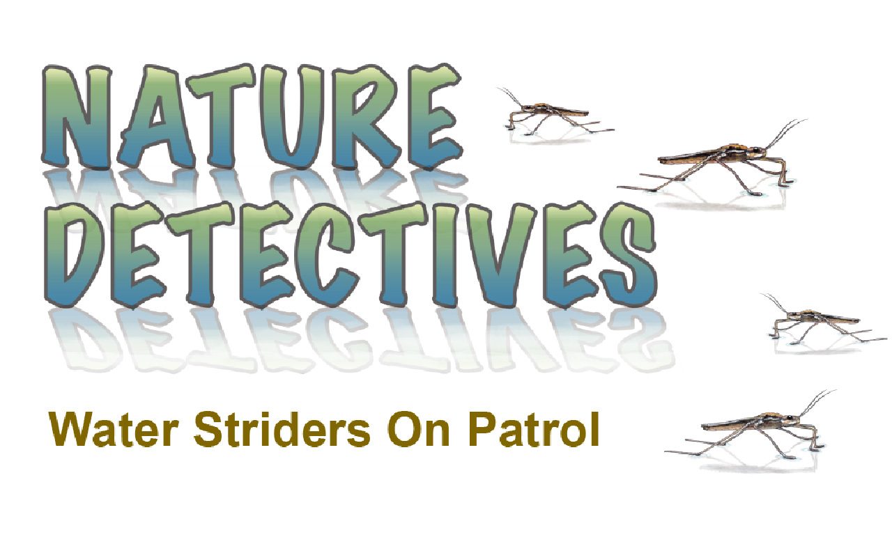 Nature Detectives Water Striders