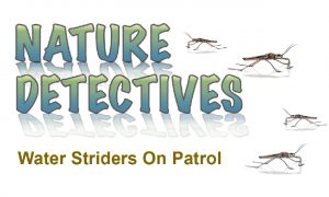 Nature Detectives Water Striders