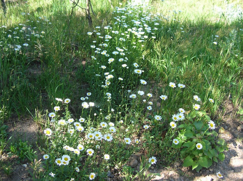 Oxeye Daisy