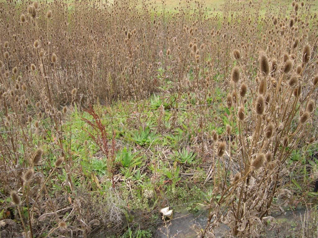 Teasel field