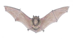 Bat