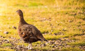 Grouse