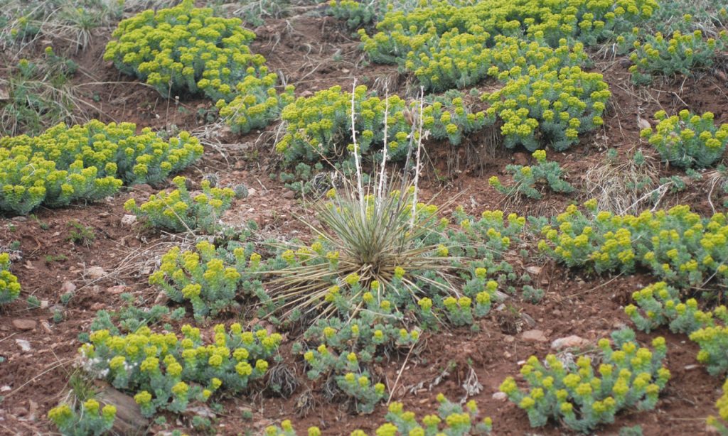 Myrtle spurge