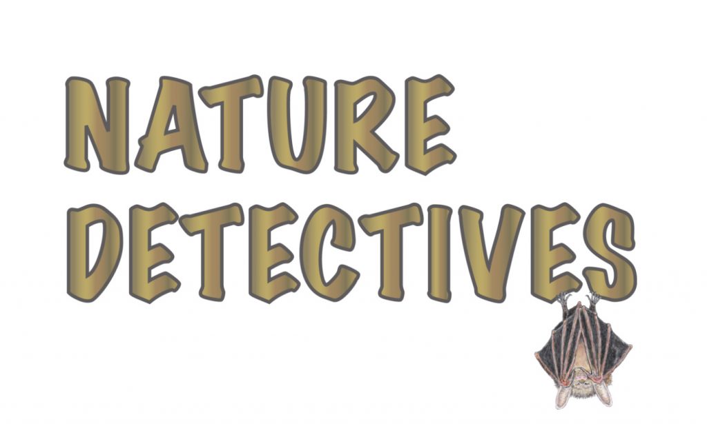 Nature Detectives Bats