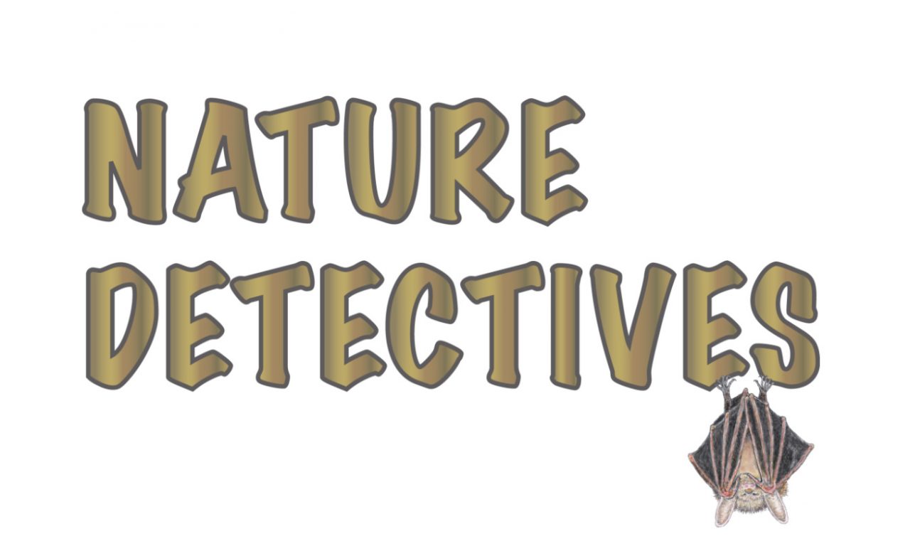 Nature Detectives Bats