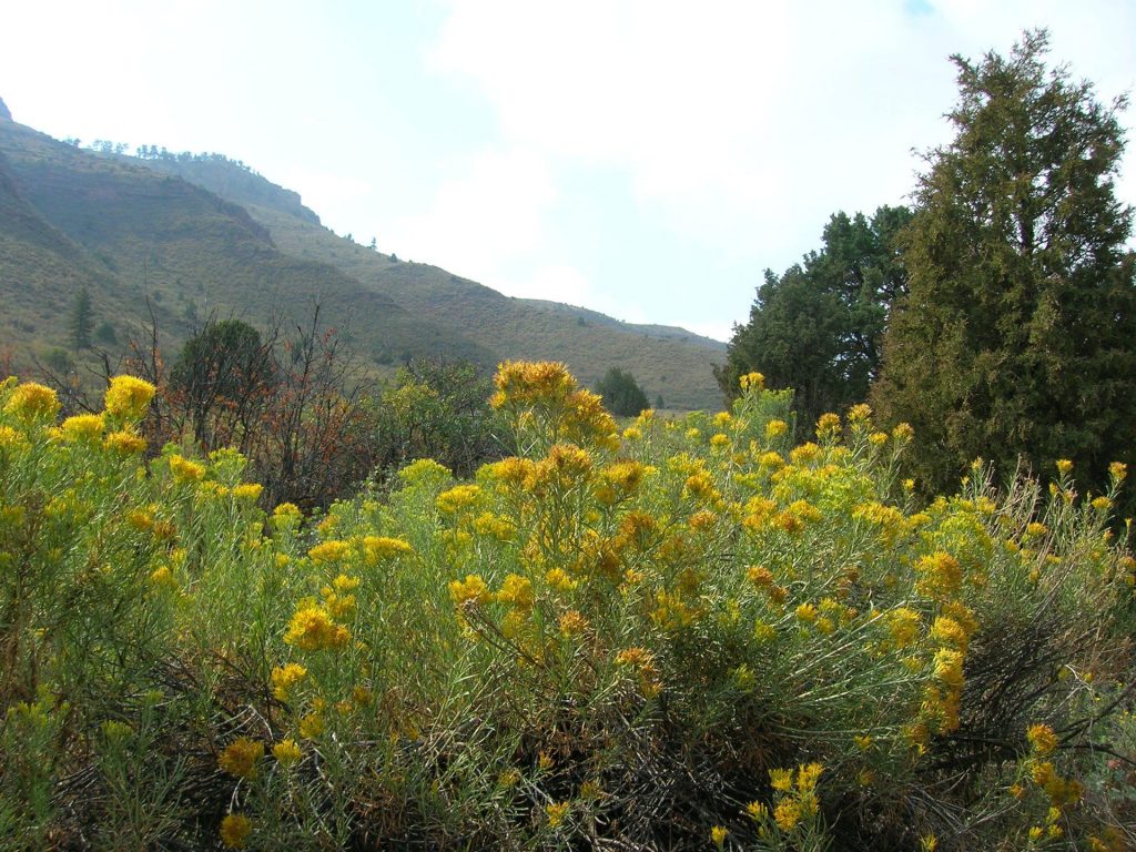 Rabbitbrush