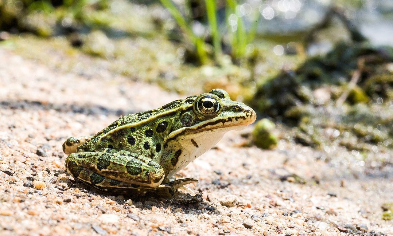 Frogs: The Other Springtime Singers