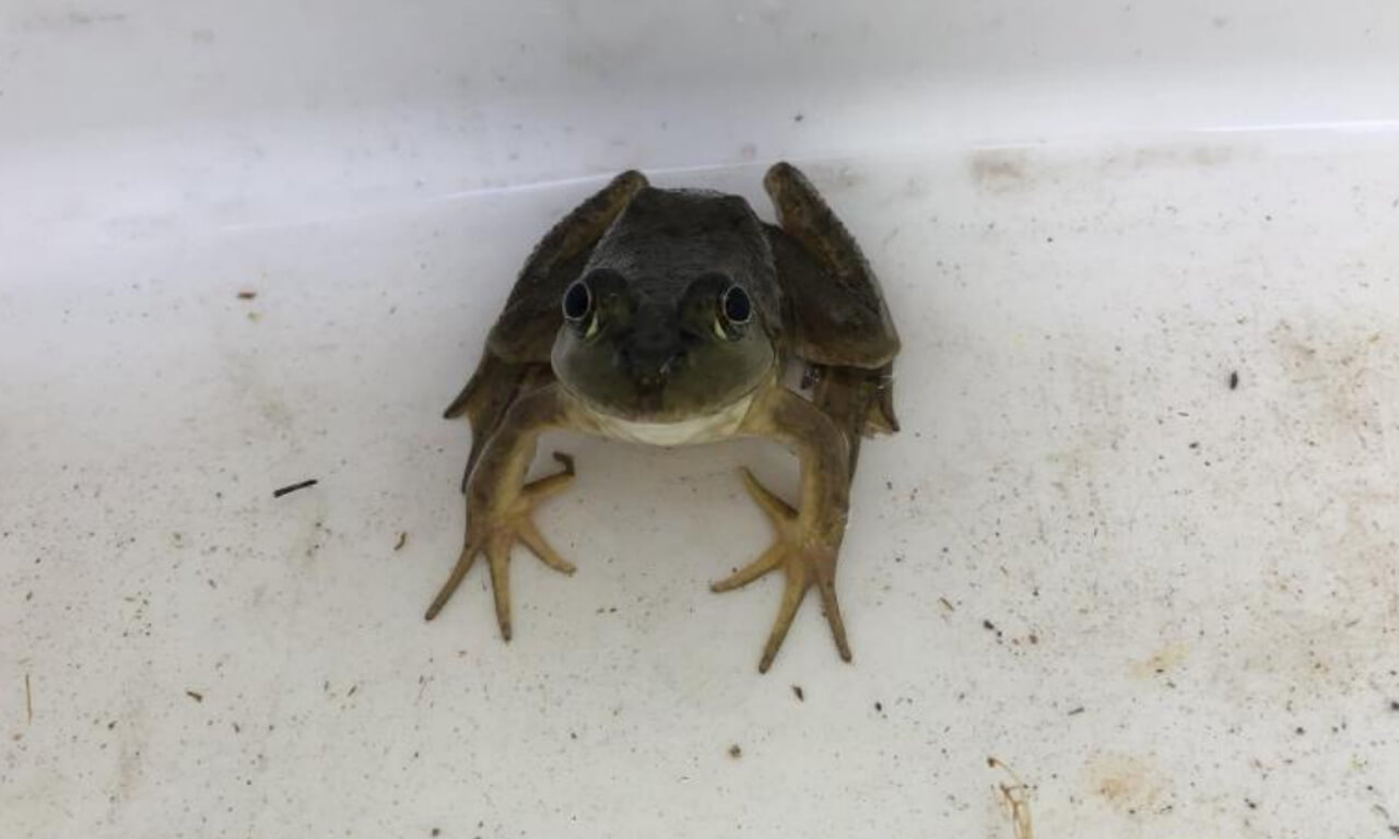 Research: Bullfrogs - Images