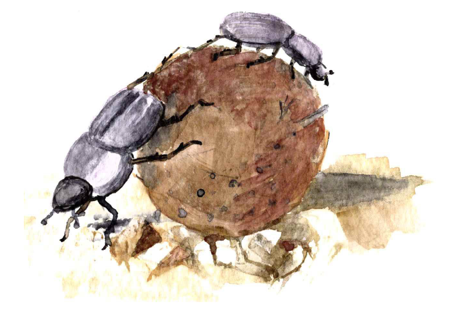 Illustration of two dung beetles