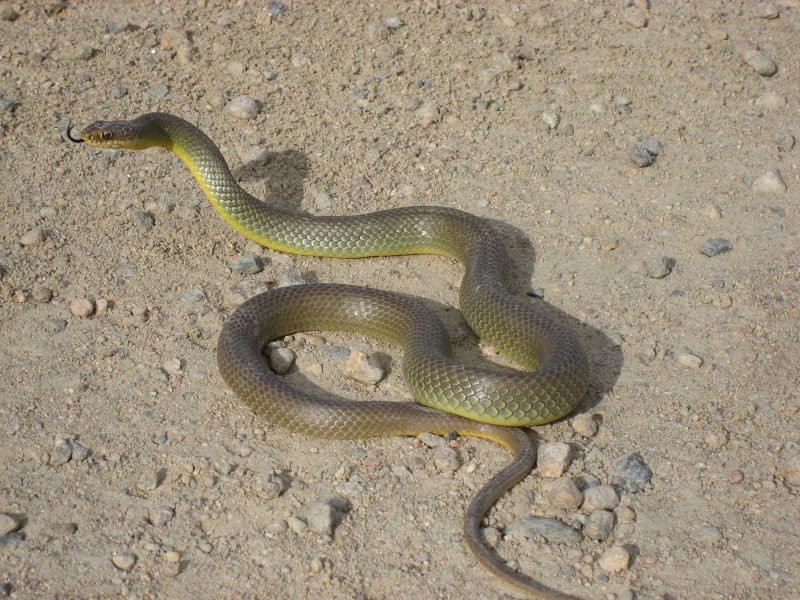 Racer snake