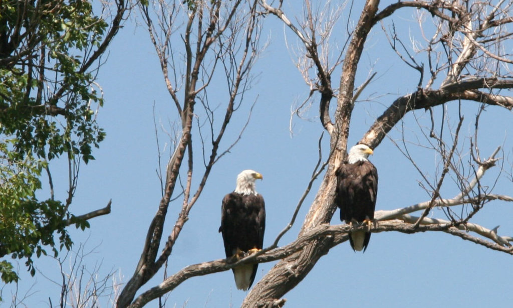 Bald eagles