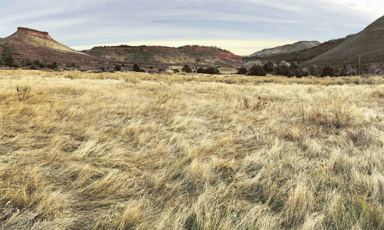 Before-and-after image showing a field full of brown cheatgrass transform into a healthy green field