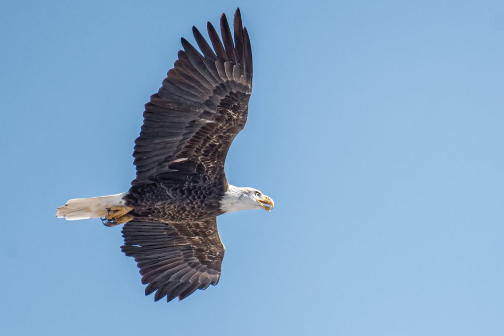 Bald eagle