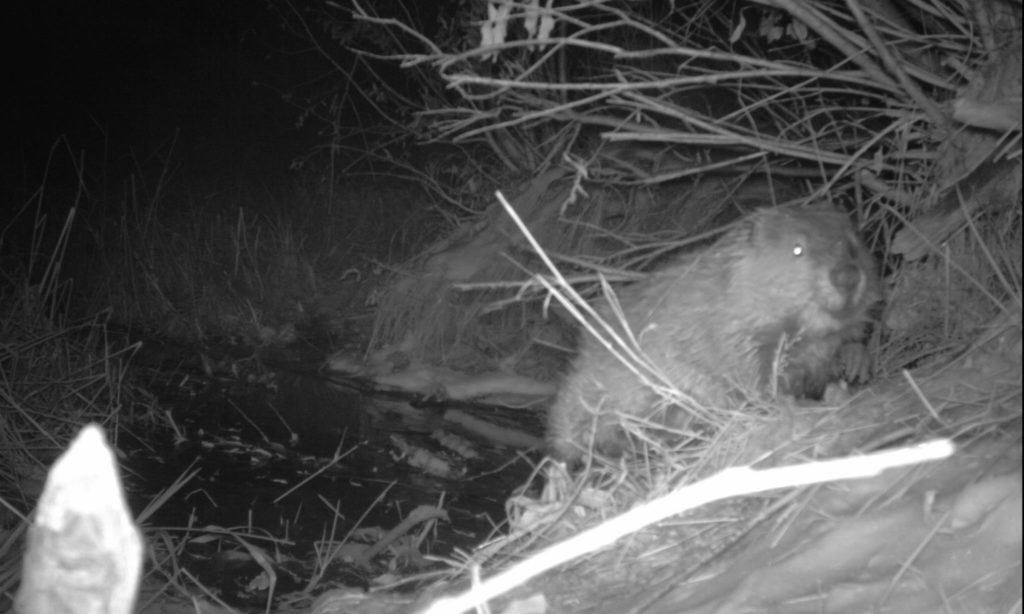 Beaver at night