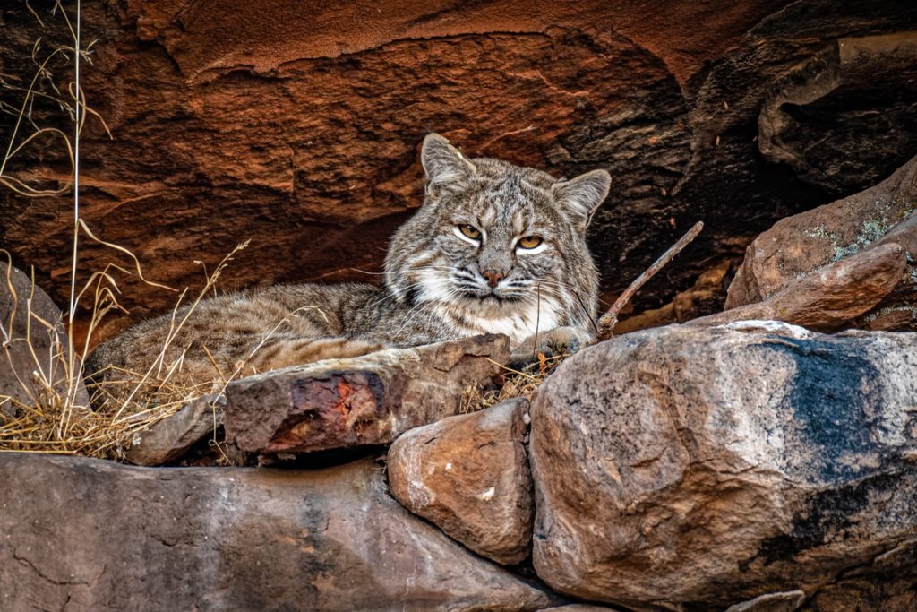 bobcat