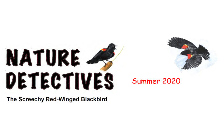 The Screechy Red-Winged Blackbird