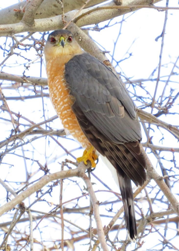 Cooper's Hawk