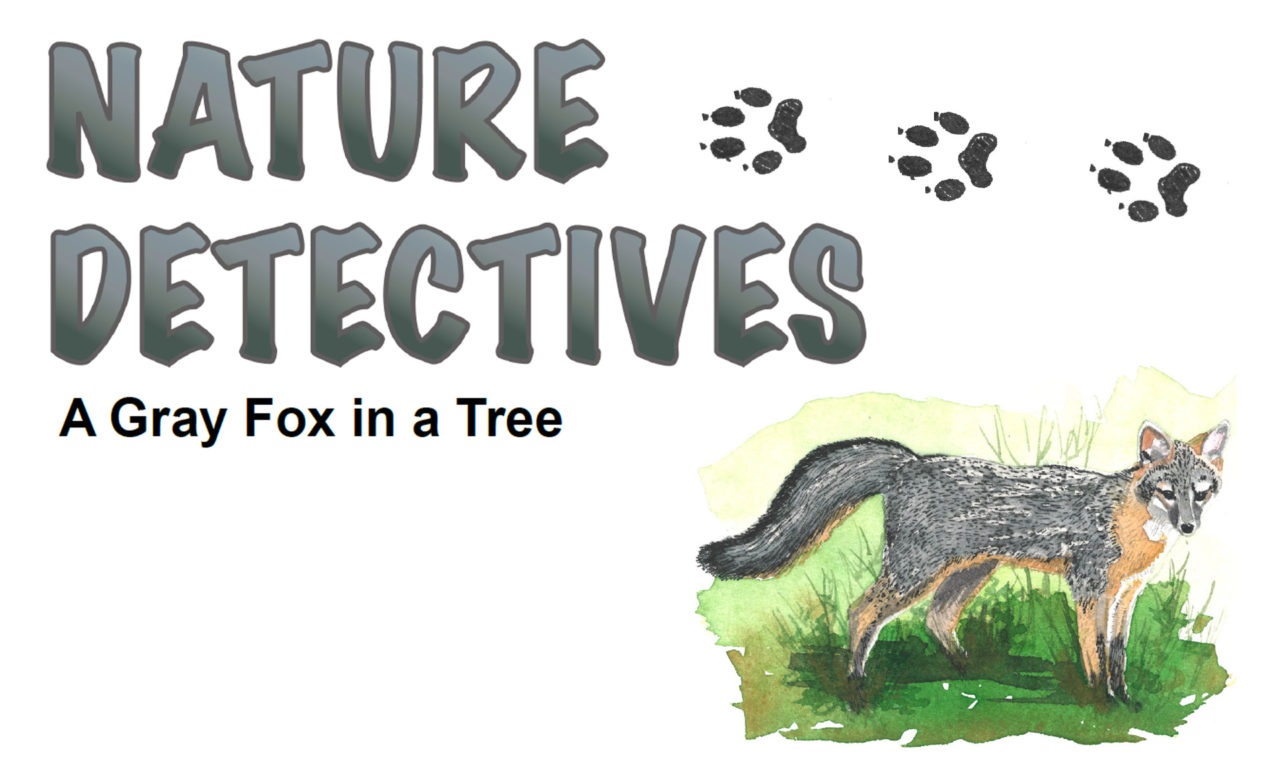 A Gray Fox in a Tree