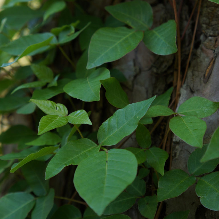 Poison Ivy: Leaves of Three, Let it Be