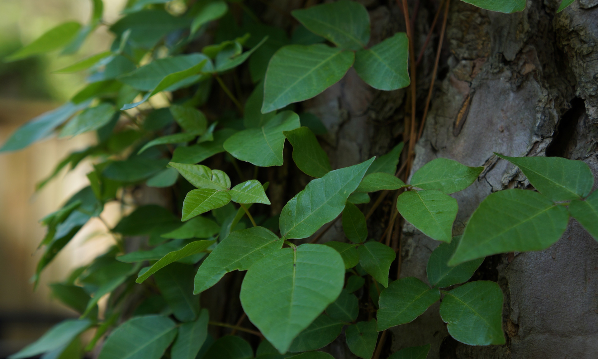 poison ivy treatment plant