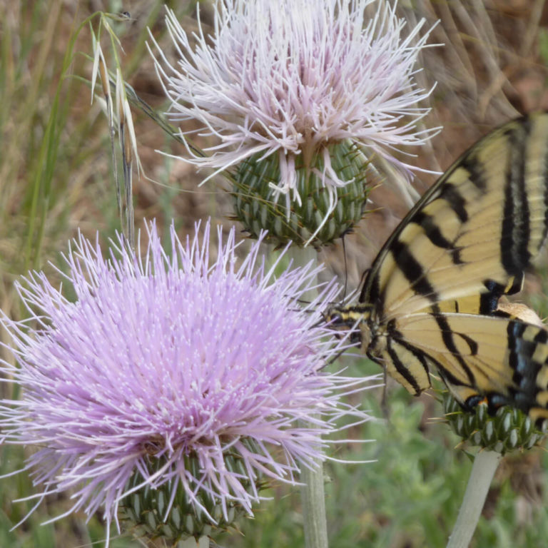 Bring Butterflies Your Way