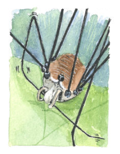 Are daddy longlegs really the most venomous spiders in the world?