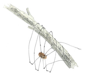 Daddy-long-legs spiders - Whole Earth Education