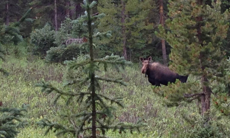 Moose: Not-So-Close Encounters