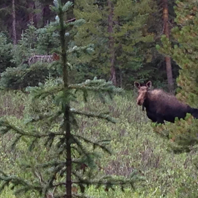 Moose: Not-So-Close Encounters