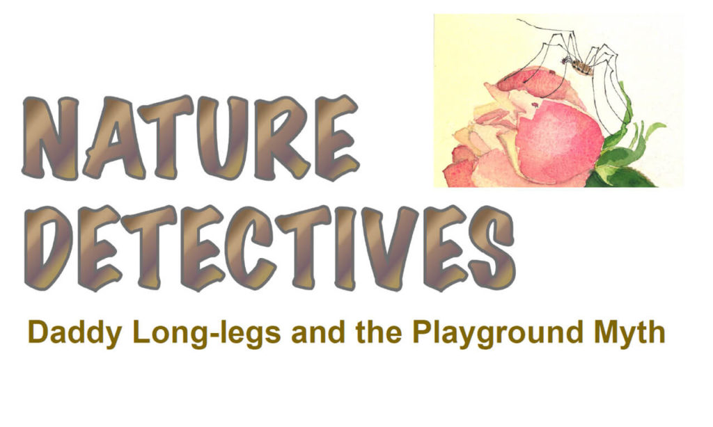 Nature Detectives - Daddy Long Legs