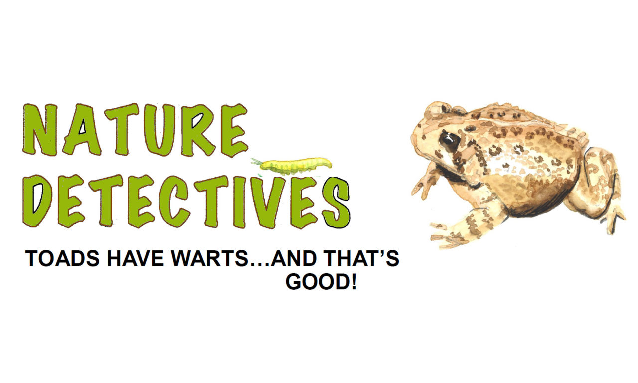 Toads Have Warts… And That’s Good!