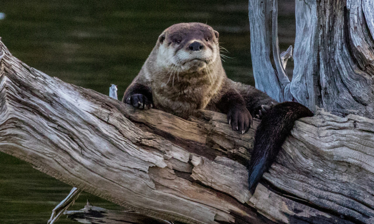 River Otters Swim Home - Images