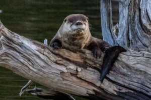 River otter on log
