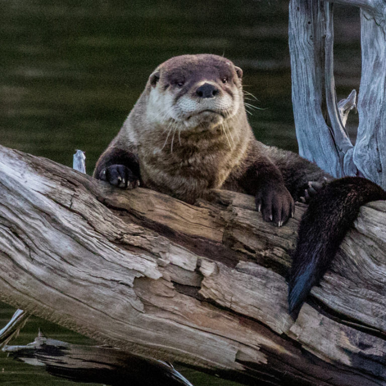 River Otters Swim Home