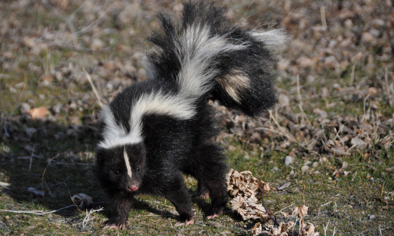 Skunk