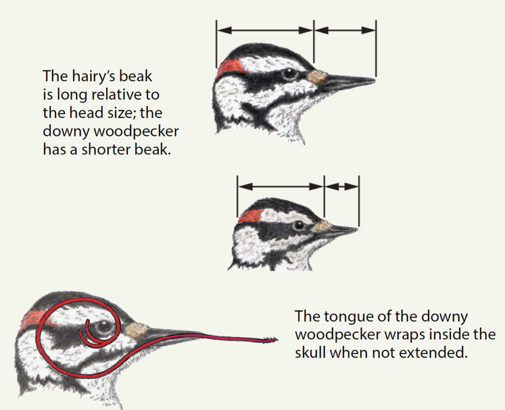 Our Smallest Woodpecker - Images