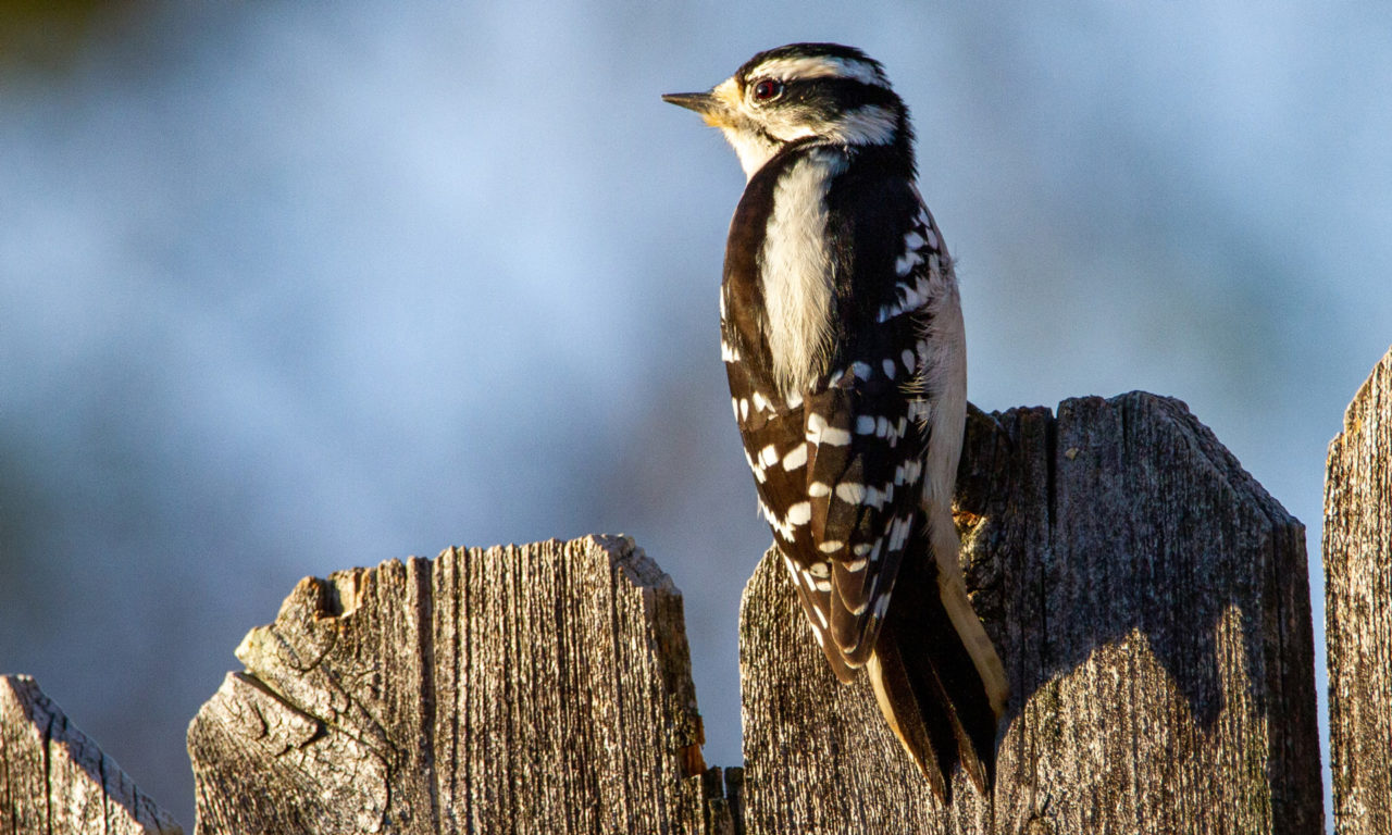 Downy woodpecker