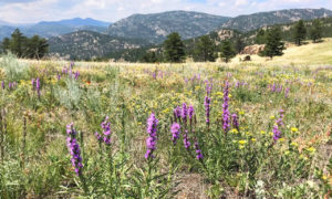 Cheatgrass treatment at Hall Ranch