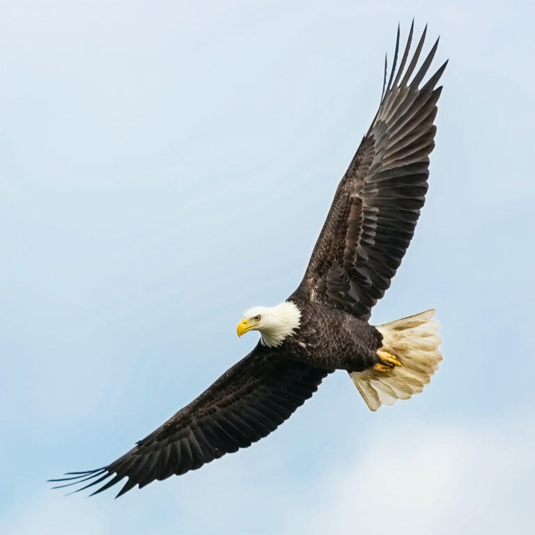 Protecting the Eagles of Boulder County