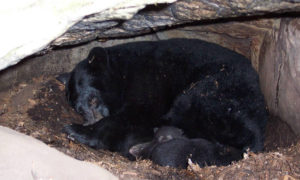 bears hibernating