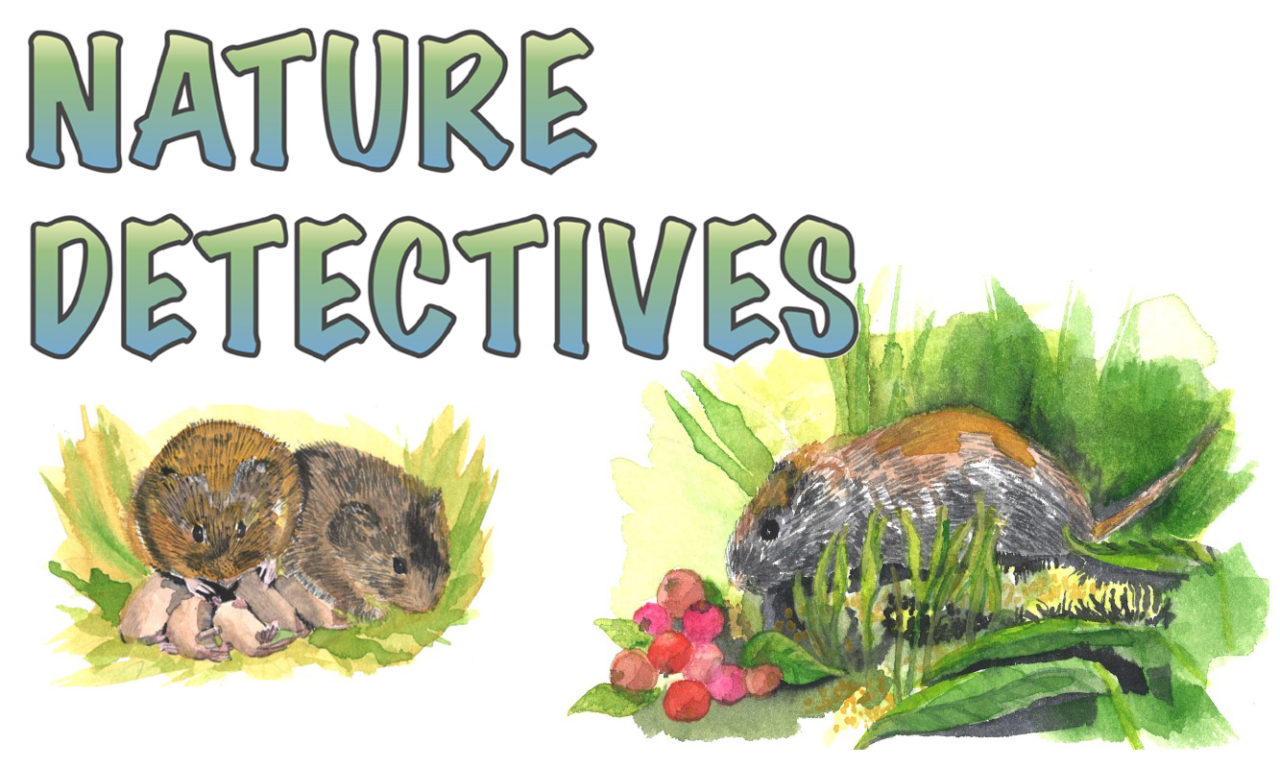 Nature Detectives: Meadow Vole Finds a Home