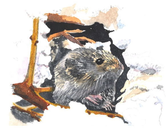 meadow vole drawing