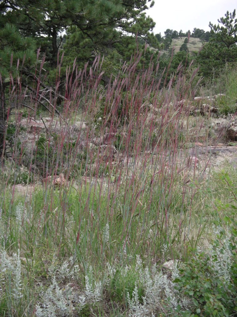 Big bluestem