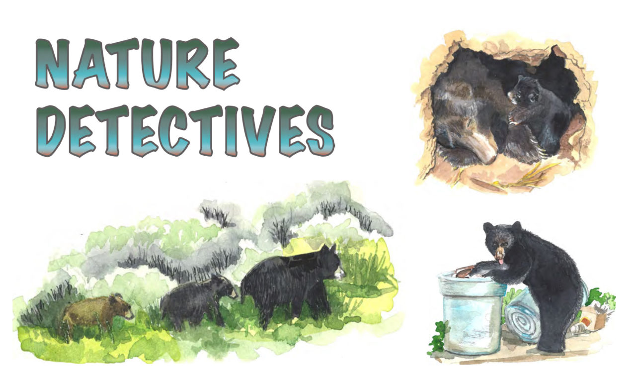 Nature Detectives: Black Bear Cubs' First Year