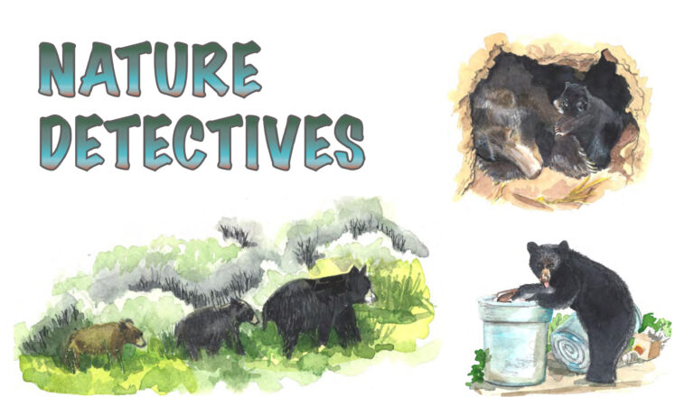 Black Bear Cubs’ First Year