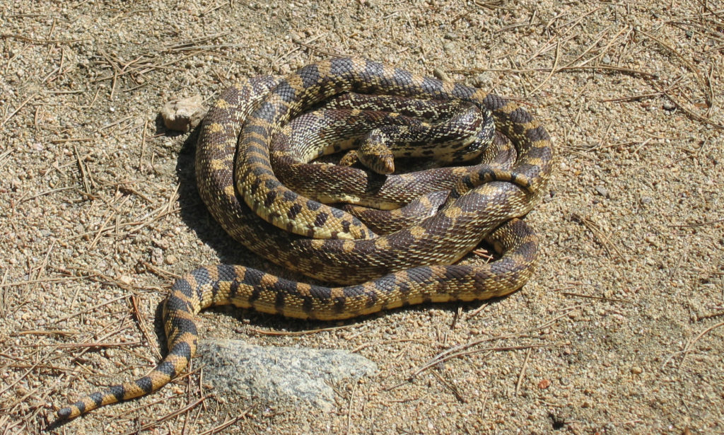 do bull snakes kill rattle snakes