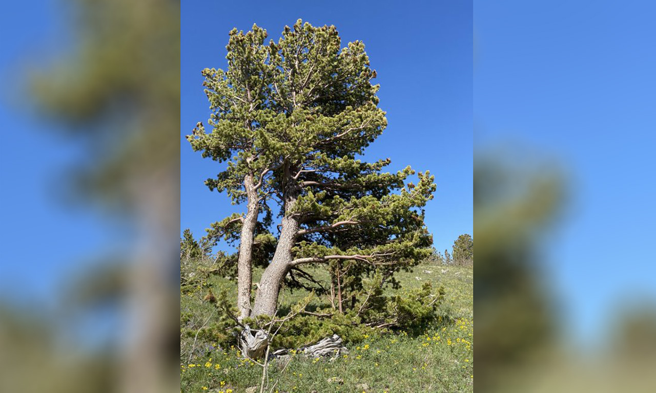 Slow growing And Frost hardy Pine Images slow-growing-and-frost-hardy-pine-images